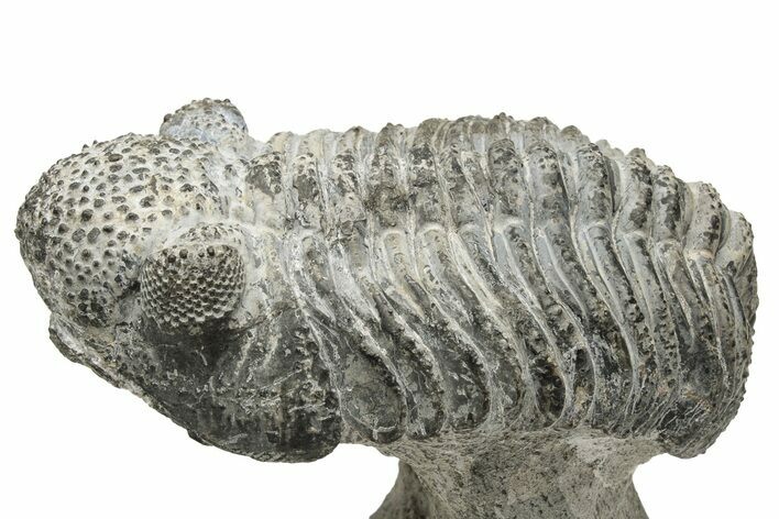 Drotops Trilobite With White Patina - Mrakib, Morocco #235811